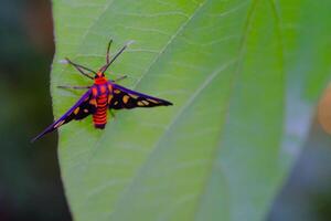 Macro Photography of Wasp Moth. Animal Closeups. Macro photo of a Wasp Moth or Amata Huebneri perched vertically on a leaf. Photographed using a macro lens. Bandung - Indonesia. Macro