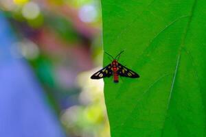 Macro Photography of Wasp Moth. Animal Closeups. Macro photo of a Wasp Moth or Amata Huebneri perched vertically on a leaf. Photographed using a macro lens. Bandung - Indonesia. Macro