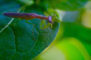 Macro Photography. Animal Closeup. Macro photo of the Green Praying Mantis or Mantis religiosa perched on a leaf. Photographed using a macro lens. Bandung - Indonesia. Macro