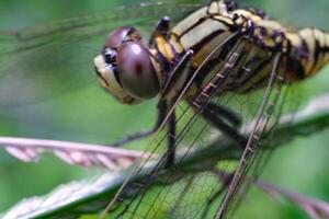 Photography of a dragonfly perched on a weed. Macro shot of a dragonfly in the wild. Graphic Resources. Animal Themes. Animal Closeup. Nature Photography Concept. Shot in macro lens photo