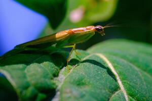 macro fotografía. animal de cerca. macro foto de el verde Orando mantis o mantis religiosa encaramado en un hoja. fotografiado utilizando un macro lente. Bandung - Indonesia. macro