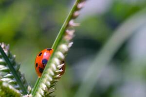 Macrophotography Red Ladybug in a weed. Close up photo of red ladybug living in the wild. Graphic Resources. Animal Themes. Animal Close Up. Macro Photography
