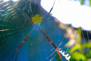 Weaver spider, Animal closeup, Close up shot Weaver spider or Argiope anasuja in the middle of a cobweb, photographed using a macro lens, Bandung - Indonesia photo