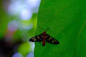 Macro Photography of Wasp Moth. Animal Closeups. Macro photo of a Wasp Moth or Amata Huebneri perched vertically on a leaf. Photographed using a macro lens. Bandung - Indonesia. Macro
