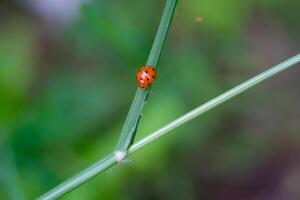 Macrophotography Red Ladybug in a weed. Close up photo of red ladybug living in the wild. Graphic Resources. Animal Themes. Animal Close Up. Macro Photography