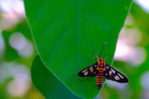 Macro Photography of Wasp Moth. Animal Closeups. Macro photo of a Wasp Moth or Amata Huebneri perched vertically on a leaf. Photographed using a macro lens. Bandung - Indonesia. Macro
