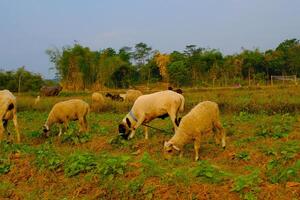 Animal Wild Life Photography. Peaceful Landscape with Grazing Cattle and Sheep. A group of sheep are enjoying the grass in a harvested rice field. Countryside herd grazing in lush meadows with trees. photo