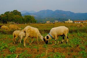 Animal Wild Life Photography. Peaceful Landscape with Grazing Cattle and Sheep. A group of sheep are enjoying the grass in a harvested rice field. Countryside herd grazing in lush meadows with trees. photo