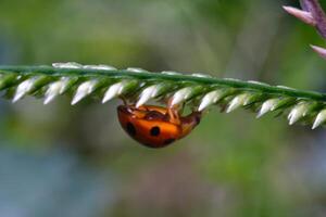 Macrophotography Red Ladybug in a weed. Close up photo of red ladybug living in the wild. Graphic Resources. Animal Themes. Animal Close Up. Macro Photography