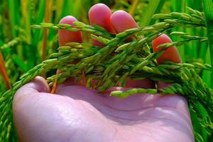 Macro Photography. Plants Close up. Macro photo of a left hand touching and feeling the rice grains, to ensure the rice grows healthy and fertile. Shot in Macro lens