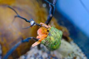 Macro Photography. Animal Close up. Macro photo of a Red Hermit crab, Coenobita Rugosus, climbing a branch. Shot in Macro lens