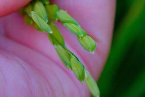 Macro Photography. Plants Close up. Macro photo of a left hand touching and feeling the rice grains, to ensure the rice grows healthy and fertile. Shot in Macro lens