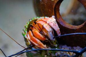 Macro Photography. Animal Close up. Macro photo of a Red Hermit crab, Coenobita Rugosus, climbing a branch. Shot in Macro lens