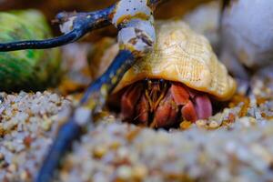 Animal Photography. Animal Close up. Macro shot of Red hermit crab with white shell, hermit crab is walking on sand in crabitat. Shot in Macro lens photo