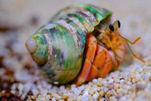 Animal Photography. Animal Close up. Macro shot of Red hermit crab or Coenobita Rugosus with green shell, hermit crab is walking on white sand. Shot in Macro lens photo