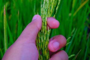 Macro Photography. Plants Close up. Macro photo of a left hand touching and feeling the rice grains, to ensure the rice grows healthy and fertile. Shot in Macro lens