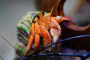Macro Photography. Animal Close up. Macro photo of a Red Hermit crab, Coenobita Rugosus, climbing a branch. Shot in Macro lens