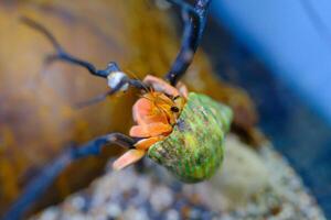 Macro Photography. Animal Close up. Macro photo of a Red Hermit crab, Coenobita Rugosus, climbing a branch. Shot in Macro lens