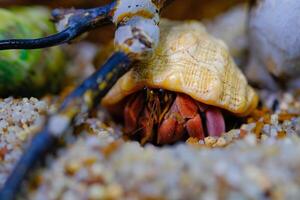 Animal Photography. Animal Close up. Macro shot of Red hermit crab with white shell, hermit crab is walking on sand in crabitat. Shot in Macro lens photo
