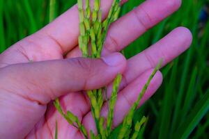 Macro Photography. Plants Close up. Macro photo of a left hand touching and feeling the rice grains, to ensure the rice grows healthy and fertile. Shot in Macro lens