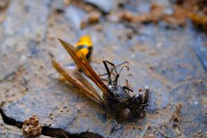 Macro Photography Yellow Wasp. Animal Closeups. Photo of dead and dust-covered European paper wasp or Polistes dominula macro. Photographed using a macro lens. Bandung - Indonesia. Macro