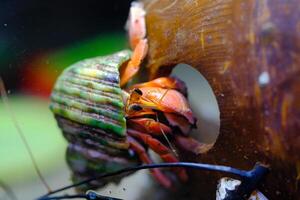 Animal Photography. Animal Close up. Macro shot of Red hermit crab or Coenobita Rugosus with green shell hanging on a coconut shell. Shot in Macro lens photo