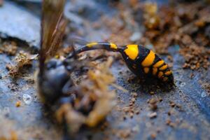 Macro Photography Yellow Wasp. Animal Closeups. Photo of dead and dust-covered European paper wasp or Polistes dominula macro. Photographed using a macro lens. Bandung - Indonesia. Macro