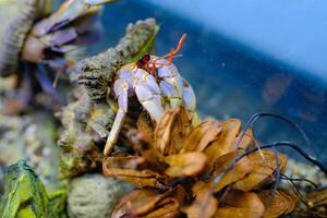 Macro Photography. Animal Close up. Macro shot of the purple land hermit crab Coenobita brevimanus with a unique shell, the hermit crab is climbing an aquarium. Purple brevimanus photo