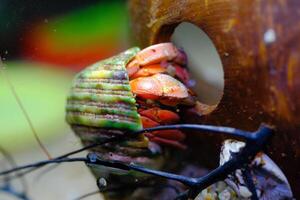 Animal Photography. Animal Close up. Macro shot of Red hermit crab or Coenobita Rugosus with green shell hanging on a coconut shell. Shot in Macro lens photo