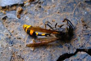 Macro Photography Yellow Wasp. Animal Closeups. Photo of dead and dust-covered European paper wasp or Polistes dominula macro. Photographed using a macro lens. Bandung - Indonesia. Macro