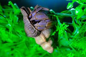 Macro Photography. Animal Close up. Macro shot of the purple land hermit crab Coenobita brevimanus with a unique shell, the hermit crab is climbing an artificial fern plant. Purple brevimanus photo