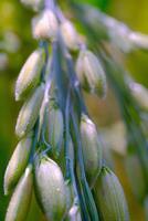 Macro Photography. Plants Close up. Macro shot of green rice grains from the rice plant or Oryza sativa in the morning. Detailed and macro photos of rice grains, unripe rice grains. Shot in Macro lens