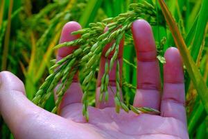 Macro Photography. Plants Close up. Macro photo of a left hand touching and feeling the rice grains, to ensure the rice grows healthy and fertile. Shot in Macro lens