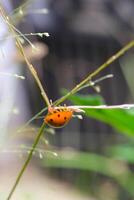 Red Ladybug is crawling in a weed. Close up photo of red ladybug living in the wild. Graphic Resources. Animal Themes. Animal Close Up. Macro Photography