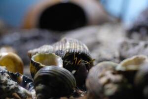 Macro Photography. Animal Close up. Macro photo of a Hermit crab or Coenobita Brevimanus among a pile of shells. Animal Behaviour. Shot in Macro lens