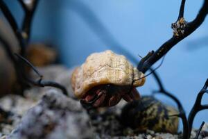 Macro Photography. Animal Close up. Macro photo of a Big Hermit crab or Coenobita Brevimanus stuck on a branch. Animal Behaviour. Shot in Macro lens