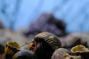 Macro Photography. Animal Close up. Macro photo of a Hermit crab or Coenobita Brevimanus among a pile of shells. Animal Behaviour. Shot in Macro lens
