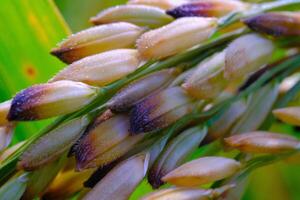 Macro Photography. Plants Close up. Macro shot of rice grains from the rice plant or Oryza sativa. Detailed and macro photos of rice grains, unripe rice grains. Shot in Macro lens