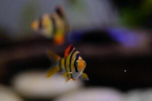 Macro Photography. Animal Close up. Macro photo of tiger barb fish swimming freely in the aquarium. Exotic fish, Fish on tanks, Shot in Macro lens