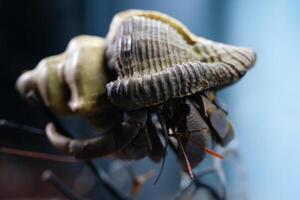 Macro Photography. Animal Close up. Macro photo of a Big Hermit crab or Coenobita Brevimanus stuck on a branch. Animal Behaviour. Shot in Macro lens