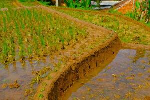 Background Photography. Textured Background. Close up of a patch of rice fields. A plot of rice fields that has not yet been planted with rice. Shot in macro lens. Bandung, Indonesia photo