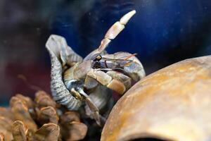 Macro Photography. Animal Close up. Macro photo of a Giant Hermit crab, Coenobita Brevimanus, roaming in the wild. Shot in Macro lens