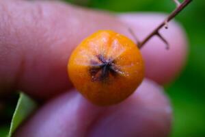 Macrophotography. Plants Closeup. Macro shot of ripe golden currants fruit or Ribes aureum gracillium. Photographed using a macro lens photo