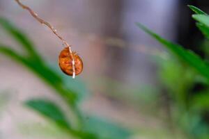 Red Ladybug is crawling in a weed. Close up photo of red ladybug living in the wild. Graphic Resources. Animal Themes. Animal Close Up. Macro Photography