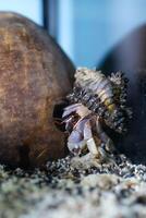 Macro Photography. Animal Close up. Macro photo of a Giant Hermit crab, Coenobita Brevimanus, roaming in the wild. Shot in Macro lens