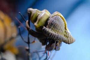Macro Photography. Animal Close up. Macro photo of a Big Hermit crab or Coenobita Brevimanus stuck on a branch. Animal Behaviour. Shot in Macro lens