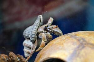 Macro Photography. Animal Close up. Macro photo of a Giant Hermit crab, Coenobita Brevimanus, roaming in the wild. Shot in Macro lens