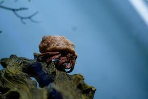 Animal Photography. Animal Close up. Macro shot of Red hermit crab or Coenobita Rugosus walking on sandy and rocky aquarium, Hermit crab on crabitat. Shot in Macro lens photo