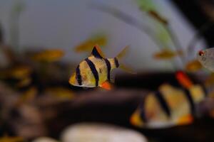 Macro Photography. Animal Close up. Macro photo of tiger barb fish roaming around in the aquarium. Exotic fish, Fish on tanks, Shot in Macro lens