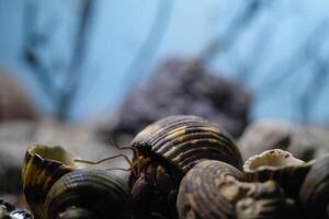 Macro Photography. Animal Close up. Macro photo of a Hermit crab or Coenobita Brevimanus among a pile of shells. Animal Behaviour. Shot in Macro lens